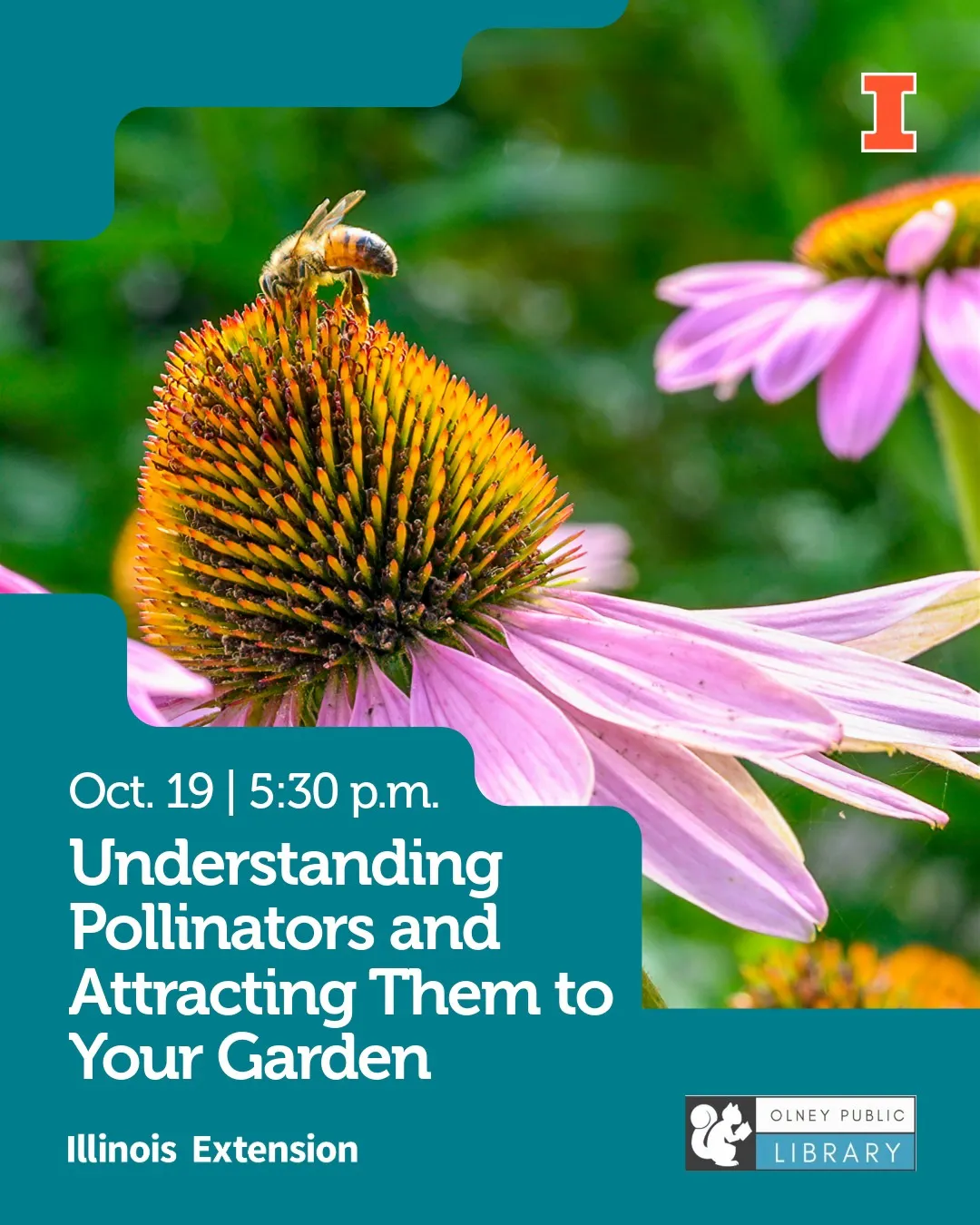 understanding pollinators